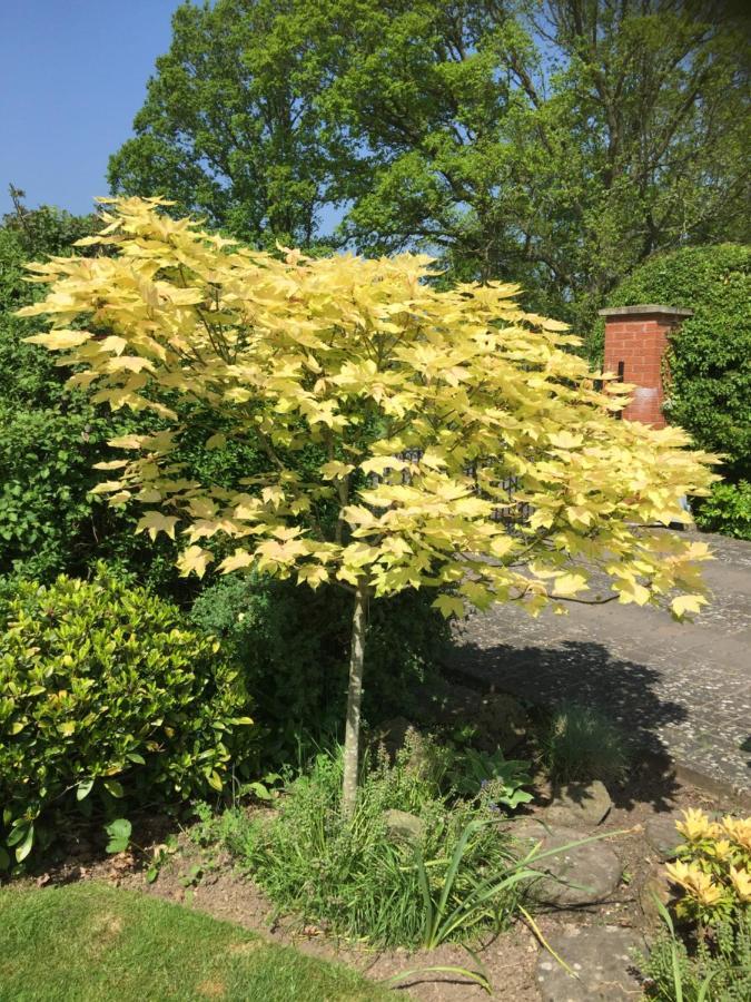 Orchard Side Bed And Breakfast Hanley Swan Exteriör bild